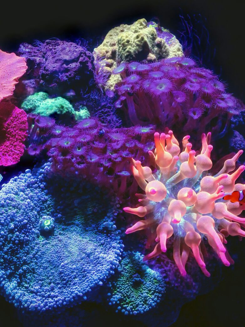 Color Psychology in Wellness centered Design