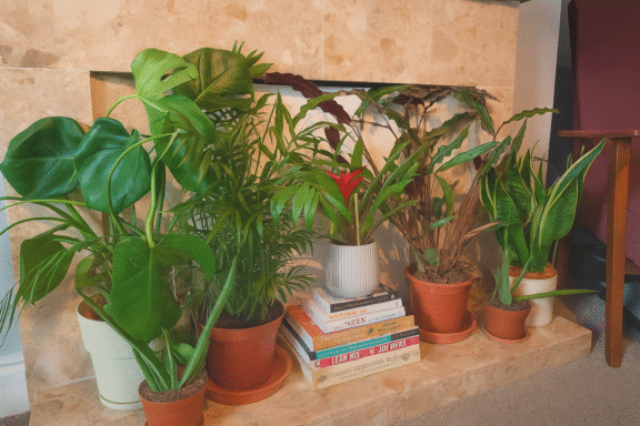 array of plants